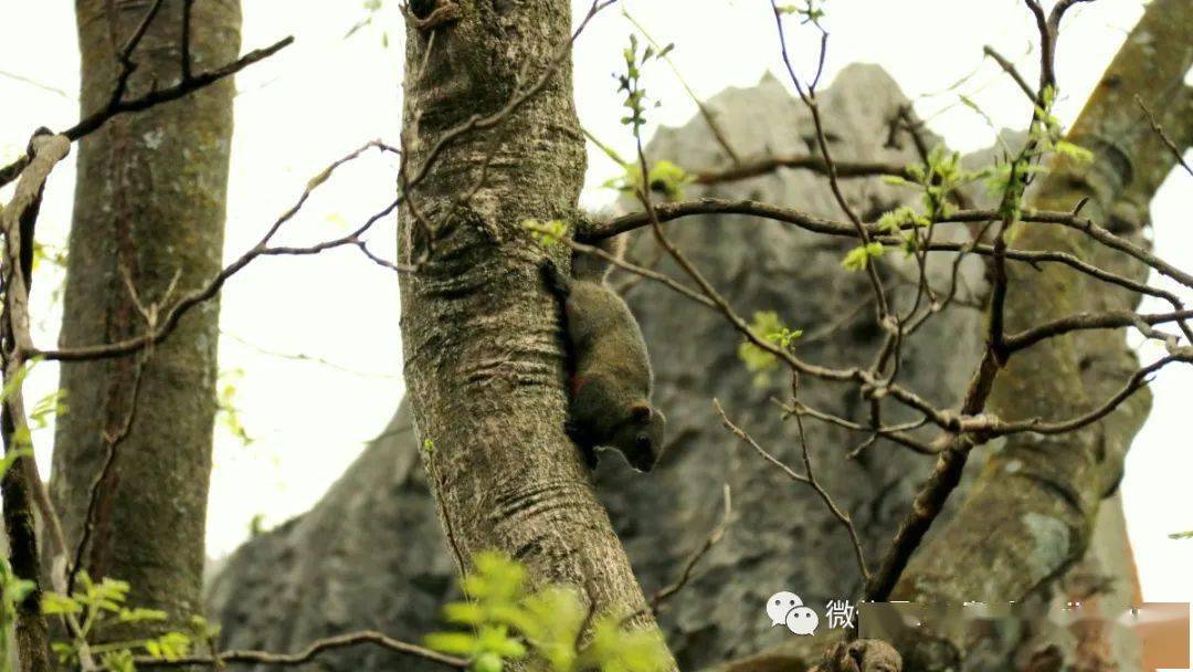 松鼠_活动_尾巴_石林