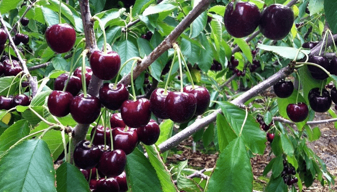 chilean cherries hit by unexpected november rains_the_masman