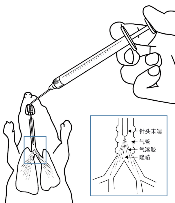 小鼠肺部给药难定量,不均匀?看看 if15 的文章是如何搞定的