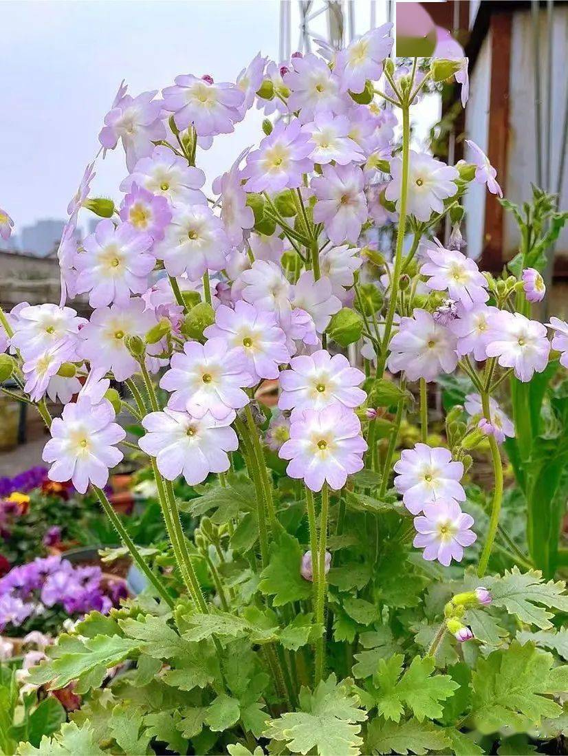 冬季耐寒草花品种图片