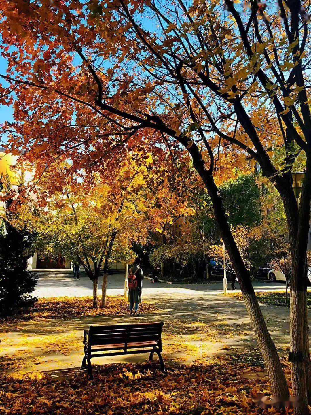 有一种枫景,叫北外的秋天!_秋色_枫树_枫叶
