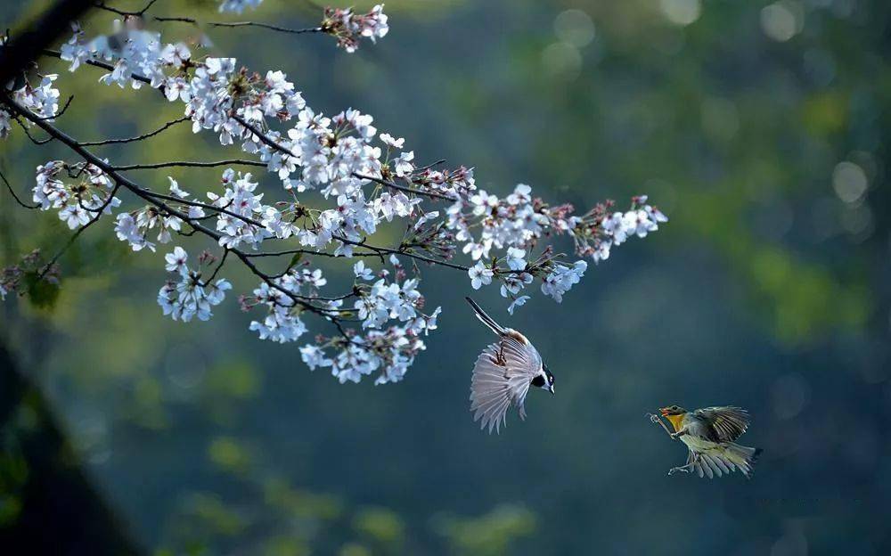 【jasmine flower 茉莉花】kenny g肯尼.基经典名曲_萨克斯_音乐_唯美