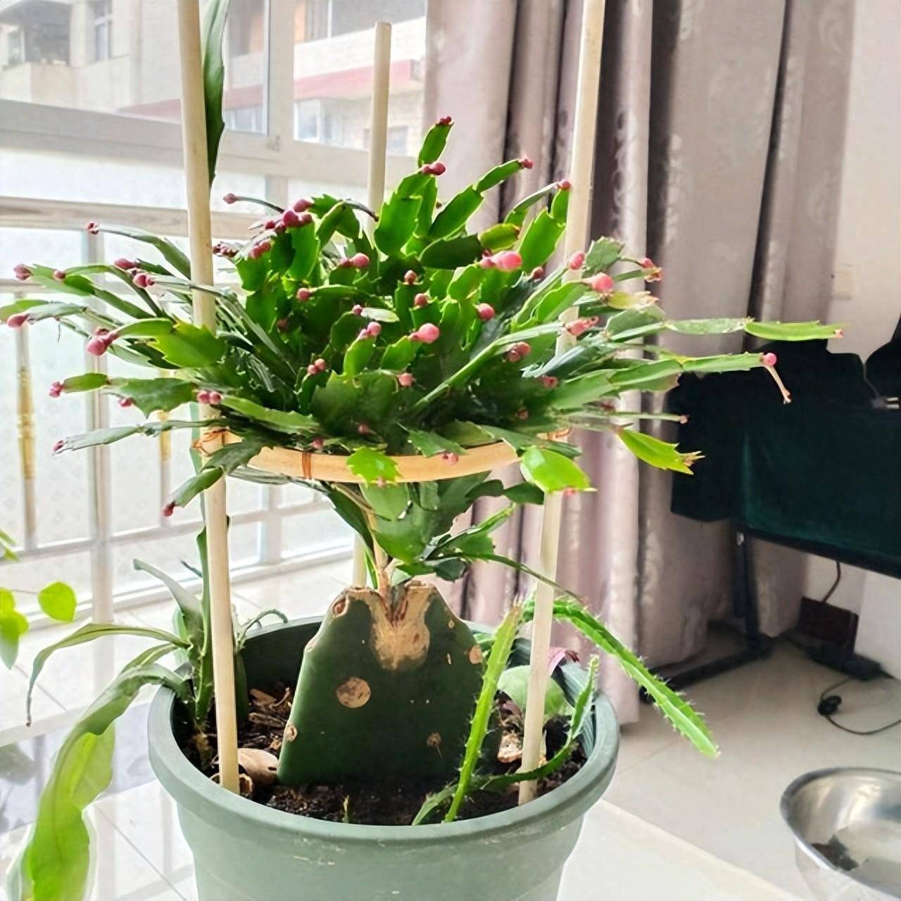 嫁接蟹爪兰太漂亮,但选择"砧木"有讲究,这4种有适合你的吗?