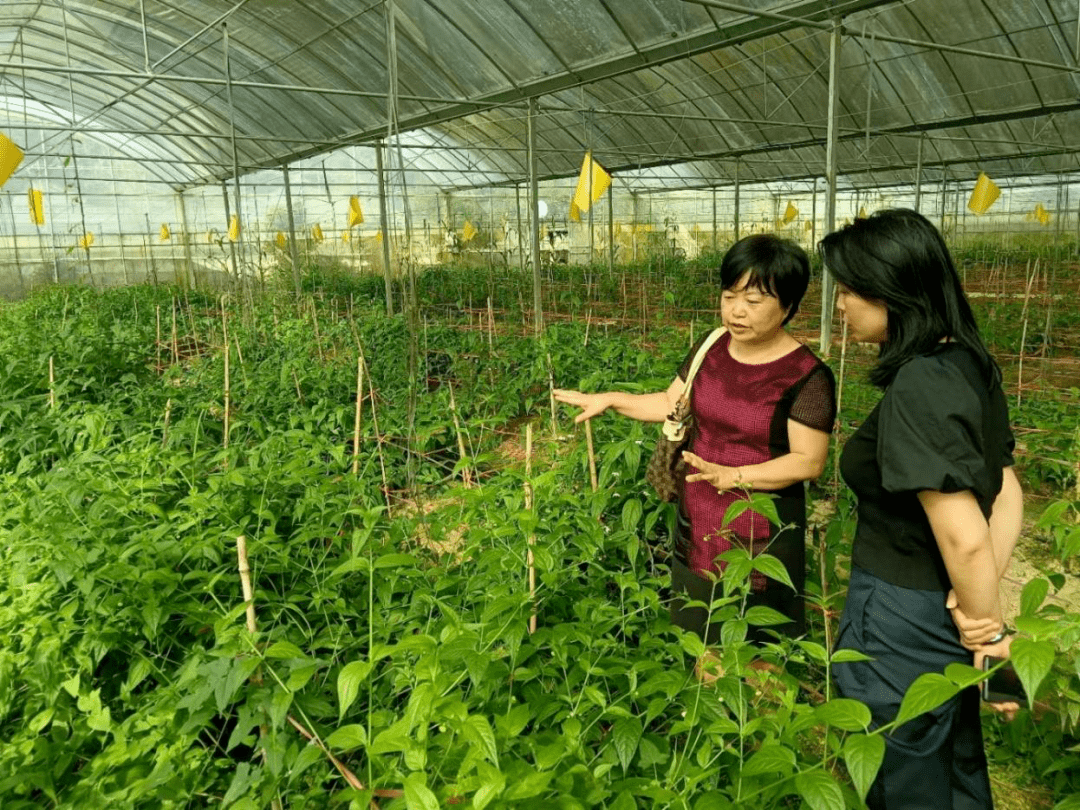 【乡土人才】田蓓:科技赋能特色产业 龙头带动乡村振兴_红果_种植