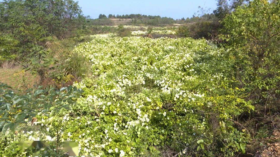 【五棵树村村干部 汪一新】预计今年年产量88万斤,产值可达到160多