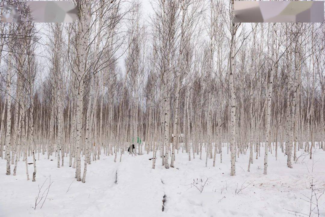 北极村圣诞村_北极乡圣诞村_北极圣诞村