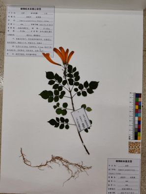 作品简介:日常生活中,常发现藤本植物和乔木会在某种偶然中以一种合体