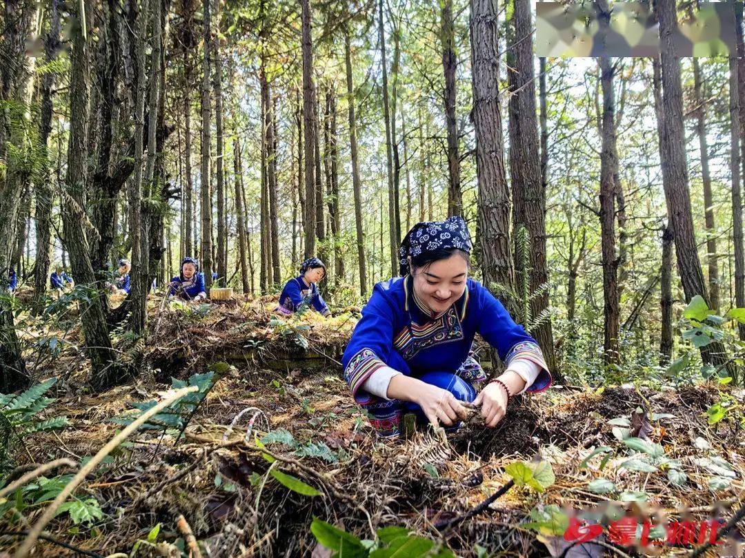 "中方县副县长刘文洋介绍,天麻作为我市"怀六味"中药材重点品种,目前