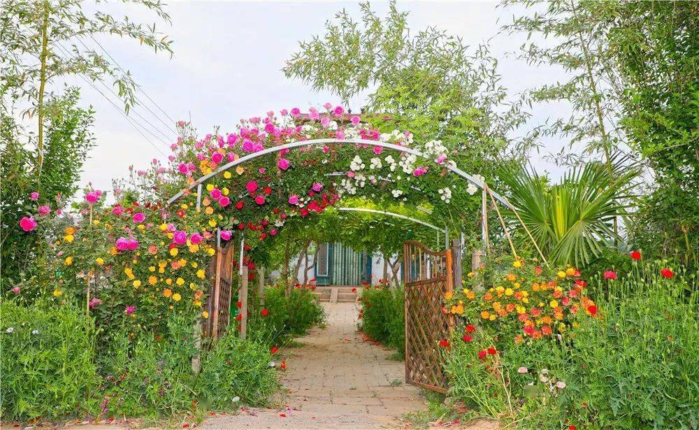 院子_主人_鲜花