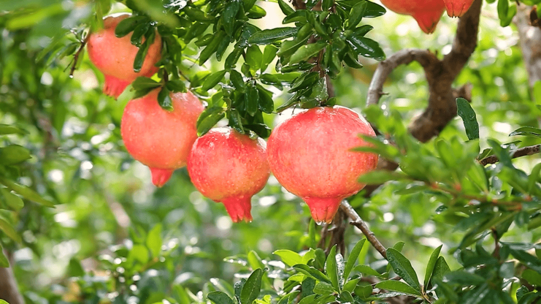 "囡儿出嫁要分糖金杏.