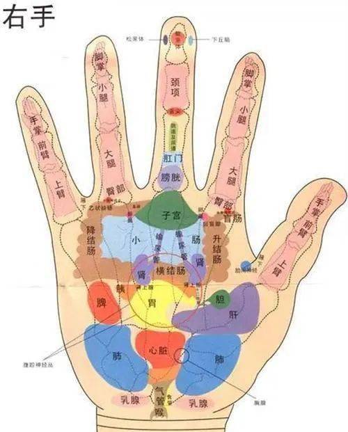 手上胃的反射区图图片