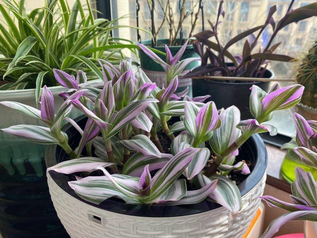 这"5种"吊兰,好养好看净化空气,养一盆在家里,常年油绿茂盛_种植_繁殖