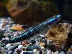 紫身枝牙虾虎 goby_水族_文章_问题