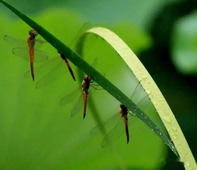 蜻蜓为何总是在雨天前后成群出现?平时的它们在哪?_昆虫_地方_水体
