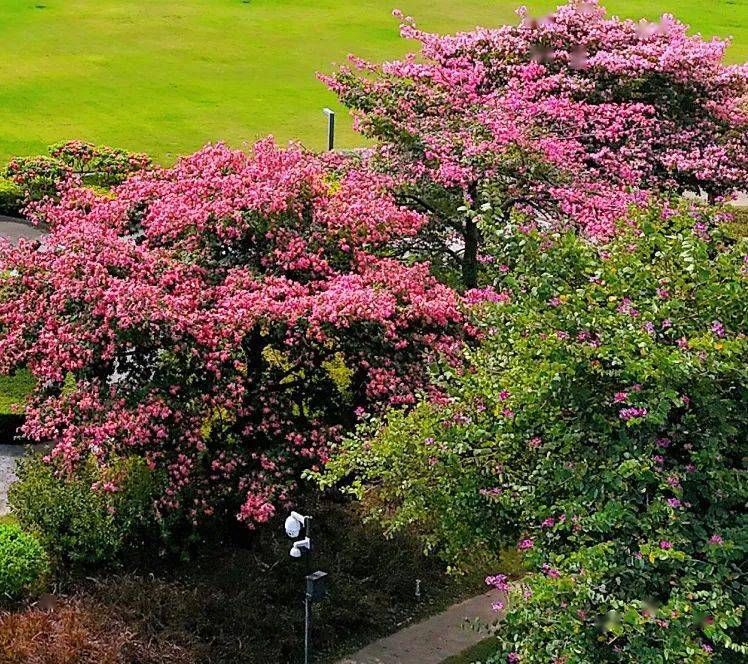 大良这片粉色花海很美!_顺峰山公园_木棉_风景