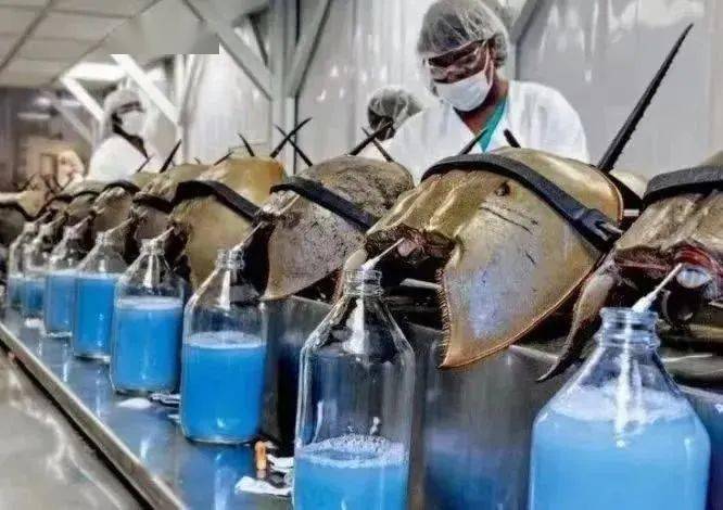 【探秘海洋】海洋中的"活化石"——鲎_头胸部_文章_复眼