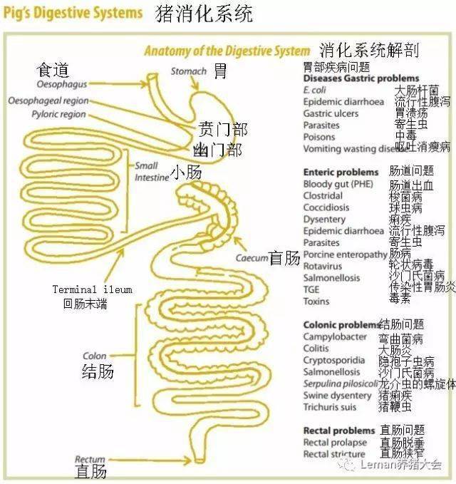 豬的解剖結構圖3.小豬的解剖結構2.豬相關的解剖圖2.豬相關詞典圖1.