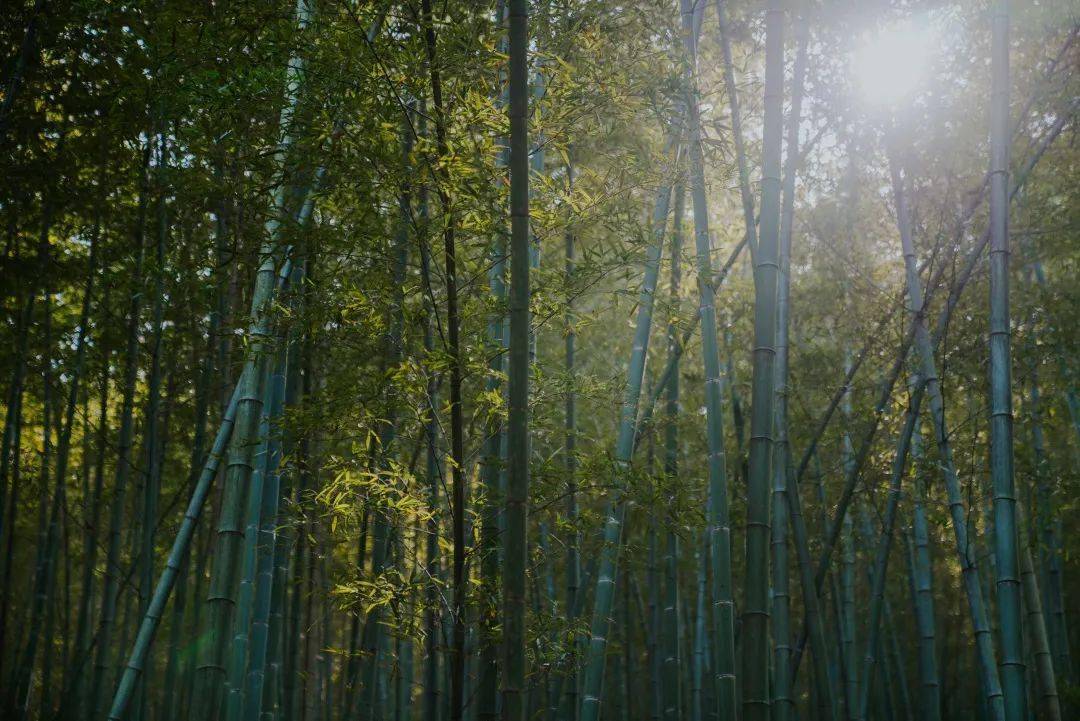 邁入竹林小路,彷彿走進電影《臥虎藏龍》的片場,堅毅倔強的玉嬌龍彷彿