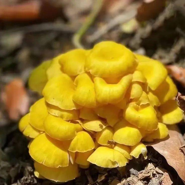 【亲子蘑幻暖冬半日营】烤鸡diy 烤红薯 蘑菇采摘 diy树叶面具