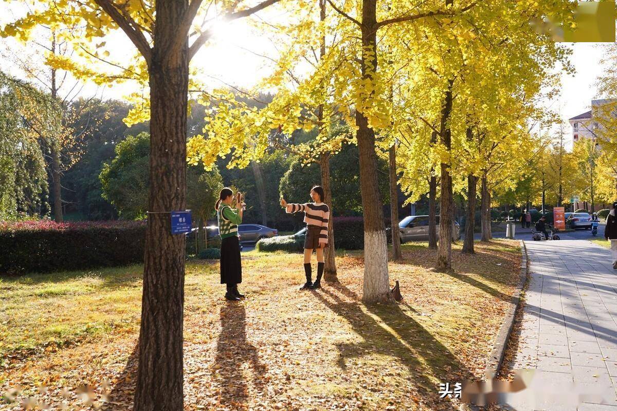 浙江农林大学校园银杏成网红,师生市民来打卡_大道_秋景_植物
