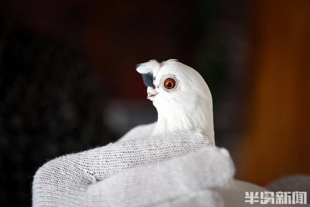 这些鸽子你见过吗?