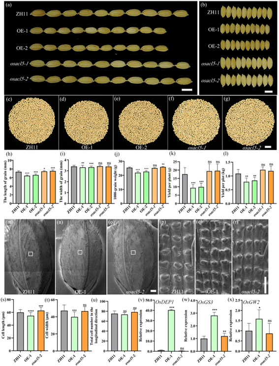 华南农大团队揭示水稻热精胺合成酶基因osacl5调控环境依赖性卷叶并