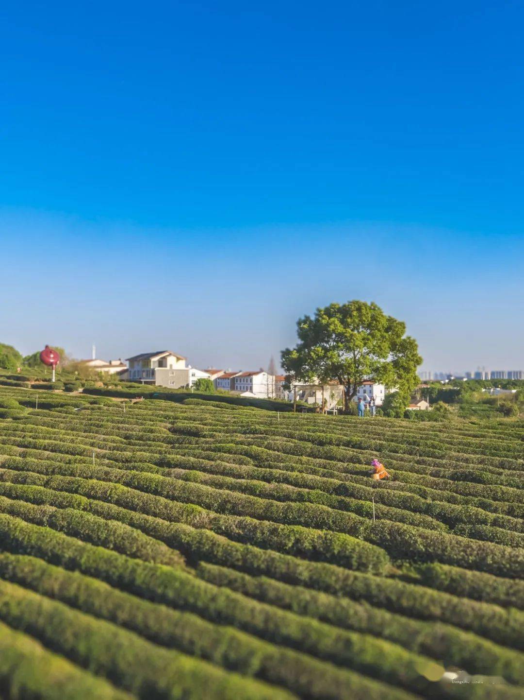 省级示范,东西湖首个!_柏泉_天鹅湖_乡村