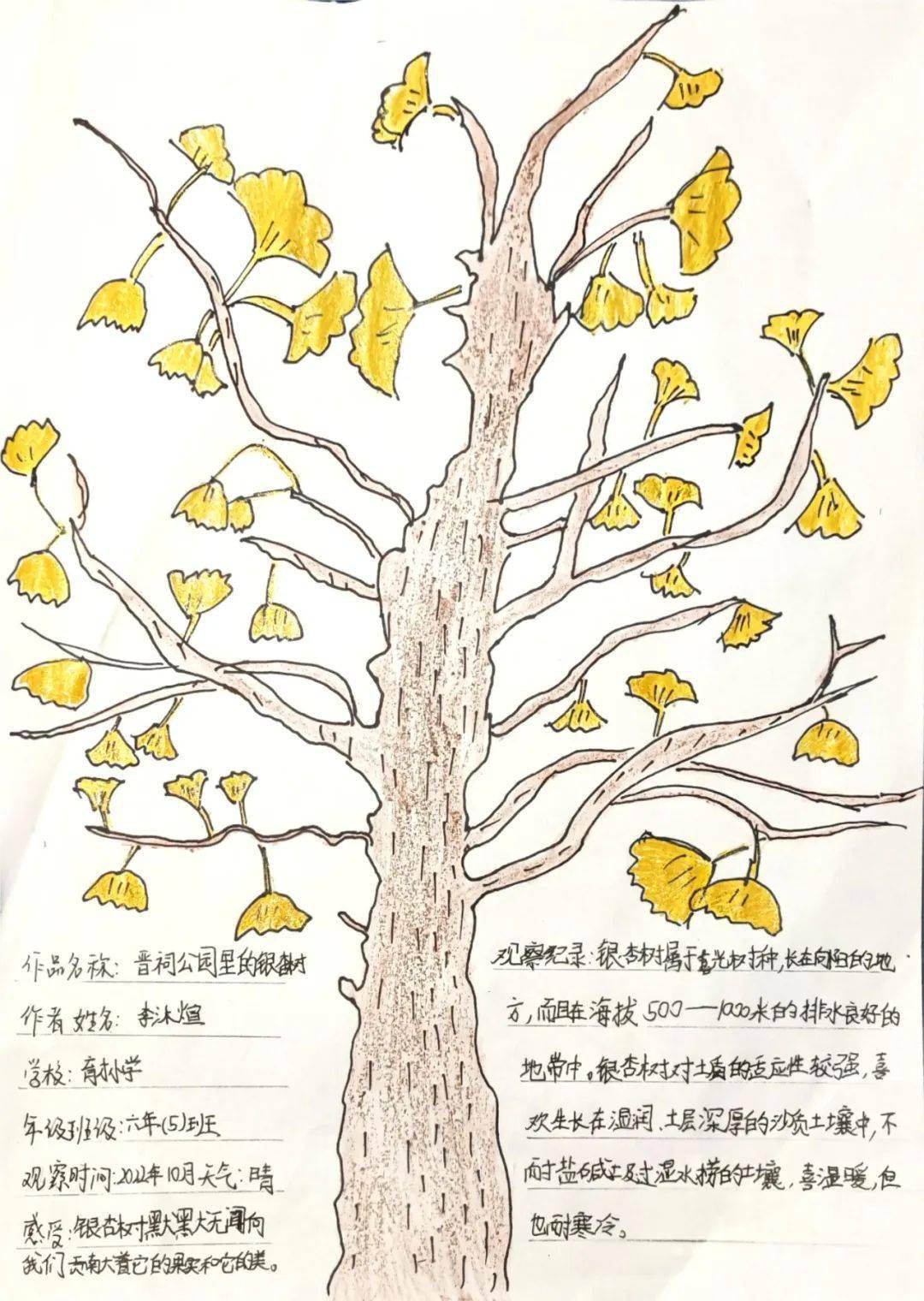 银杏树的自然笔记图片