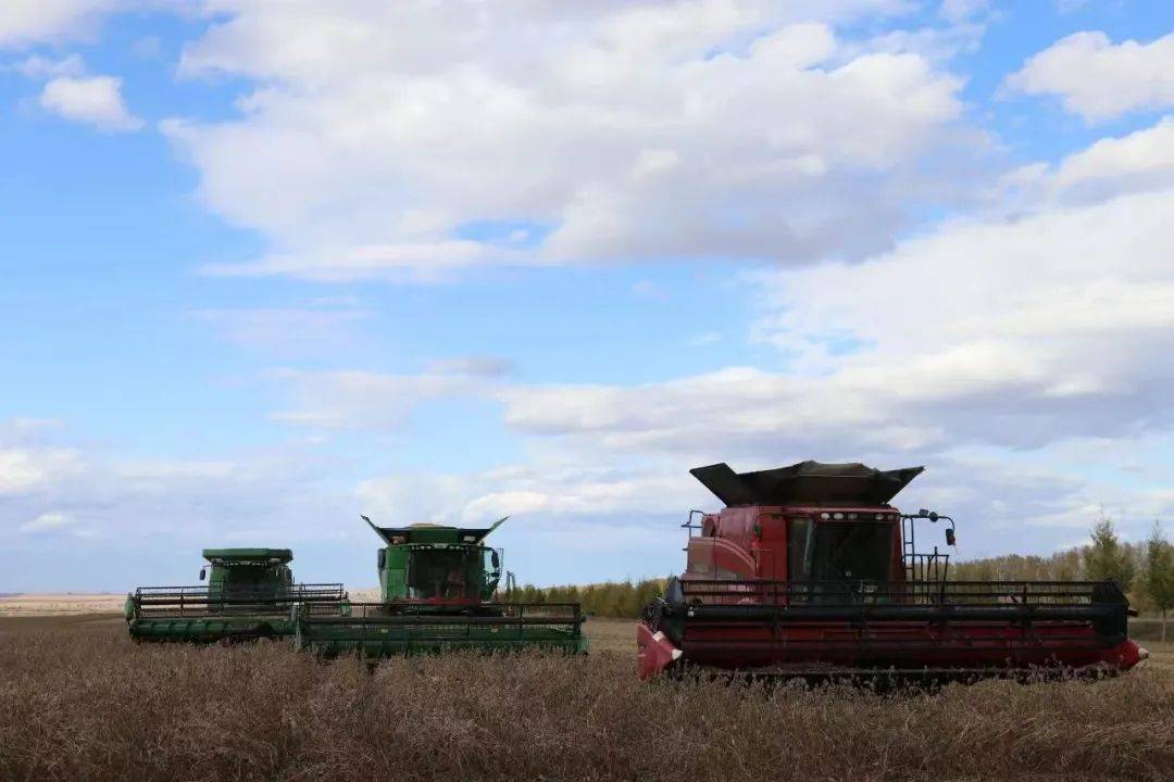 为有效降低粮食在收获过程中损失率,大西江农场农业发展部副部长