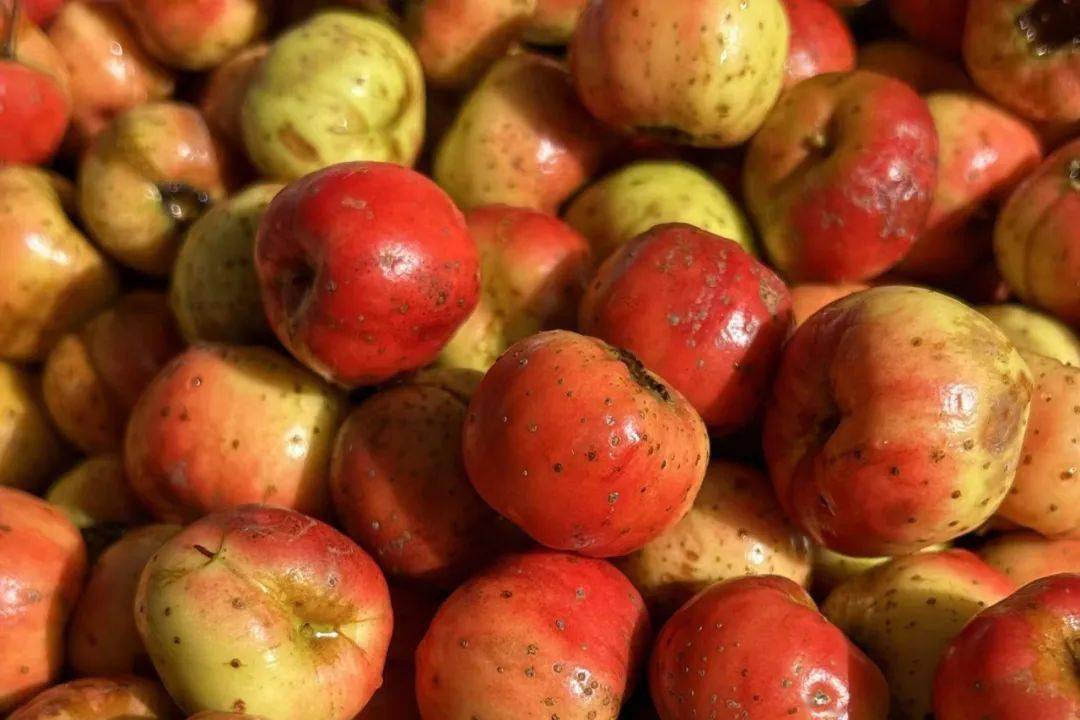 红山楂,绿山楂,不一定都是山楂_山里红_栽培_云南