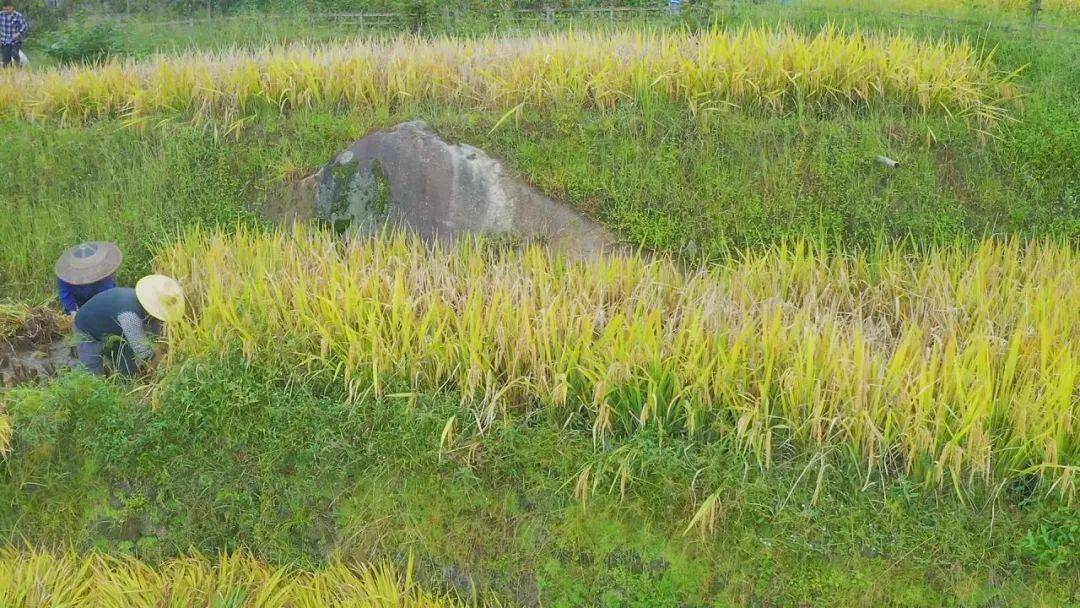 紫鵲界大部分梯田地勢過渡平緩,也有一些坡度達到25度甚至40度,在這些