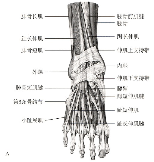 足踝關節解剖丨骨骼,關節,軟組織_韌帶_白箭_顯示