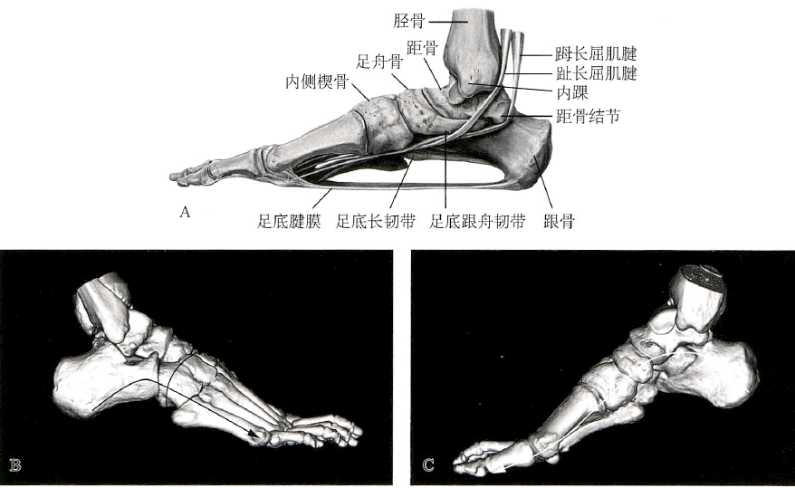 足踝關節解剖丨骨骼,關節,軟組織_韌帶_白箭_顯示