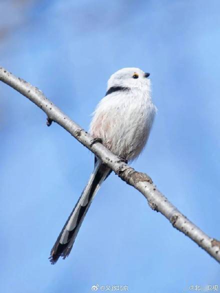 网红萌鸟今冬现身北京_长尾_保护_山雀