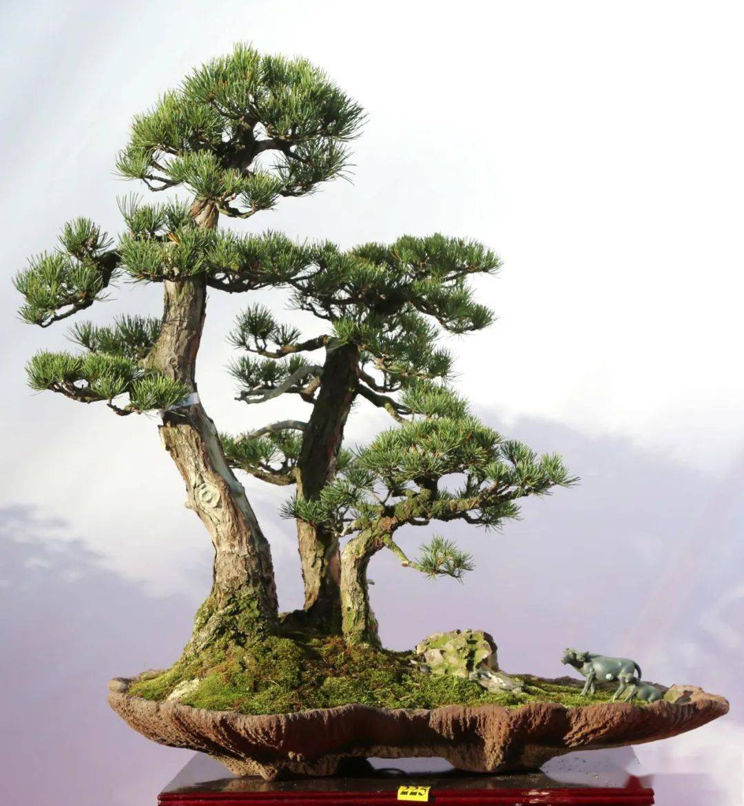 温州市第十四届盆景艺术展览获奖作品全集_cm_真柏_协会会长