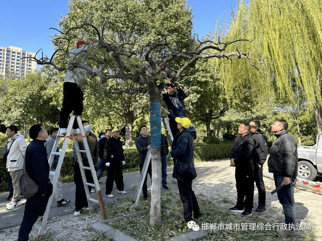 【能力提升】园林局组织开展植物修剪培训活动_操作_技术_精神