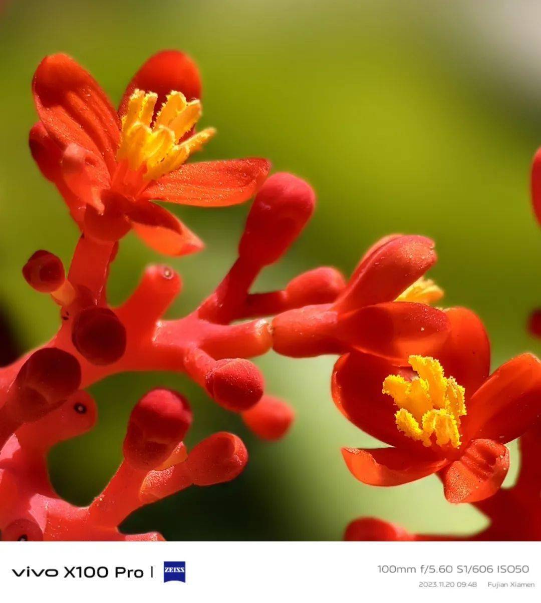 vivo x100 pro厦门随手拍:悬日,微距与人像皆是惊喜_手机_整体_发丝