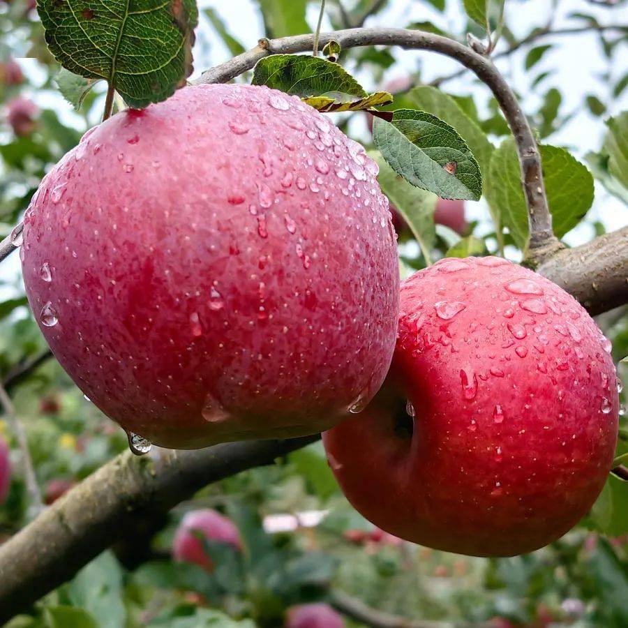 威宁苹果生长在乌蒙草原,远离工业污染源,远离城市喧嚣的地方.
