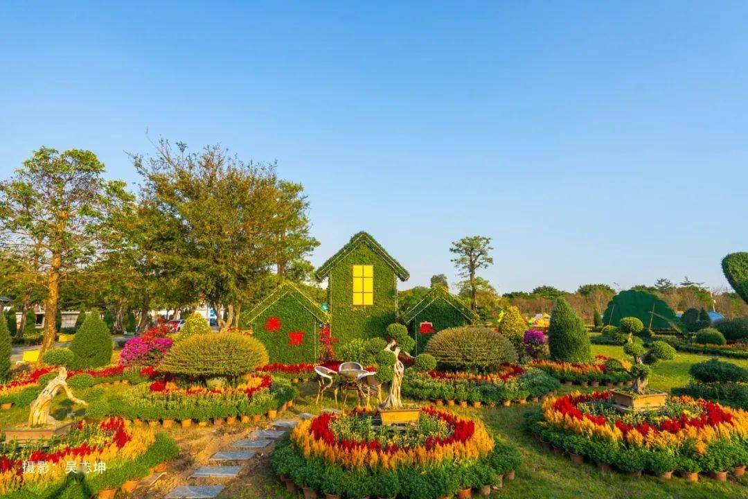 2023年小欖菊花會開園迎客!送門票,塗鴉菊花抽紅包→_中山_文化_專場