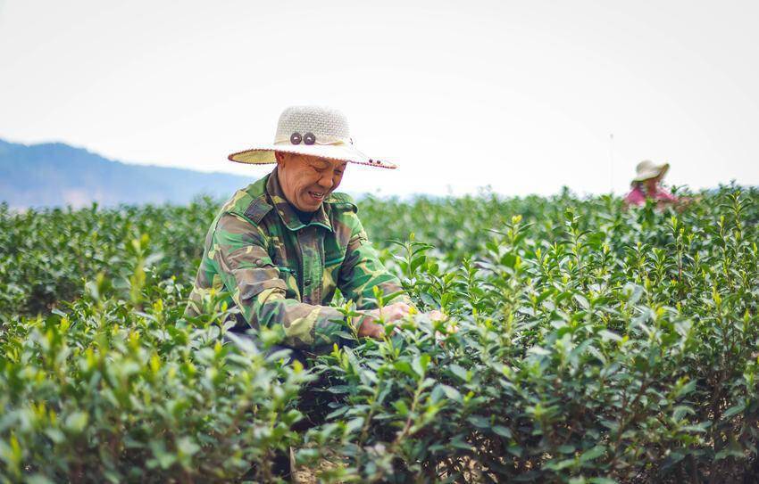 自貢榮縣:陶,茶實力