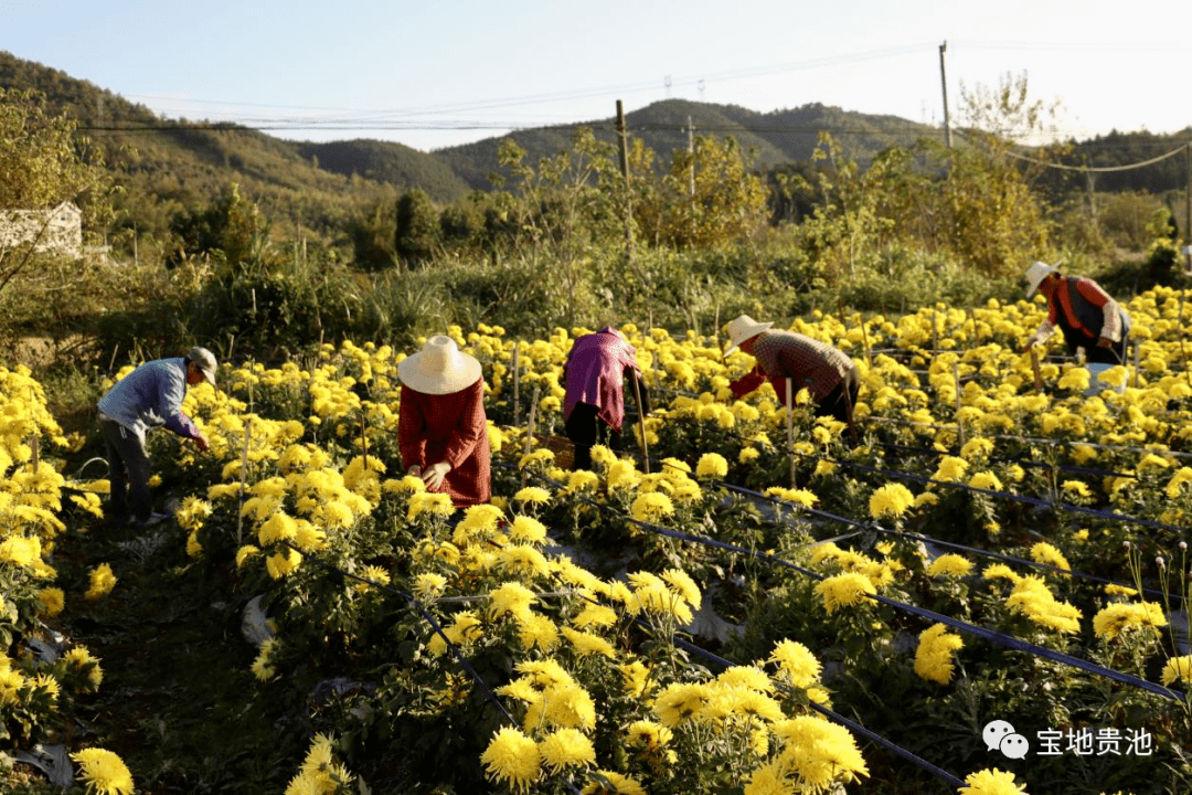 唐田镇:满地尽披"黄金甲" 菊花吐艳产业兴