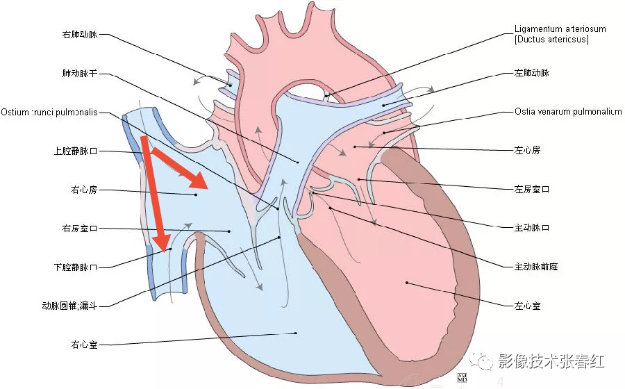 肺动脉瓣瓣叶解剖图图片