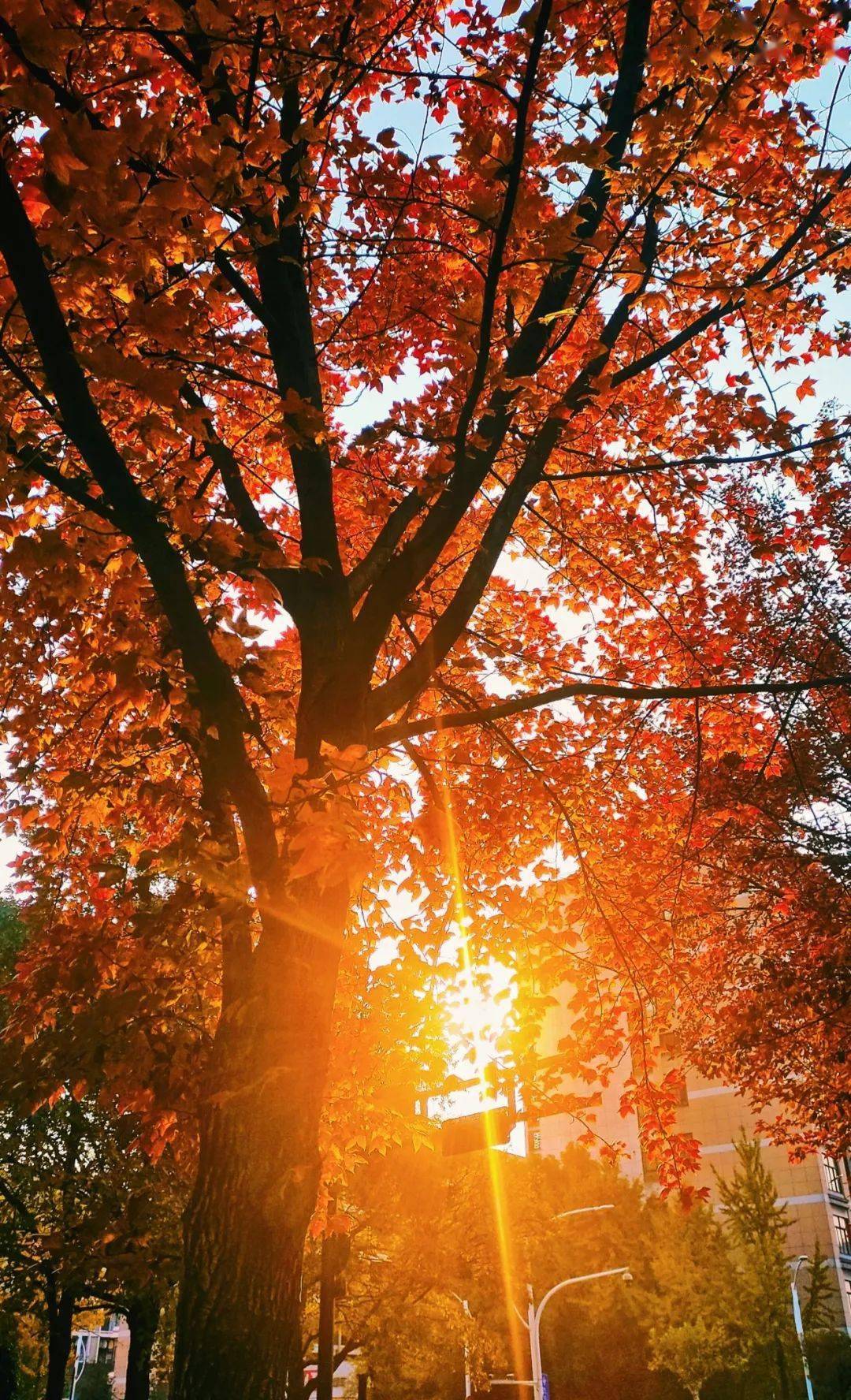 风华正茂 秋意正浓 | 摄影比赛投票开始啦!_银杏_阳光_校园