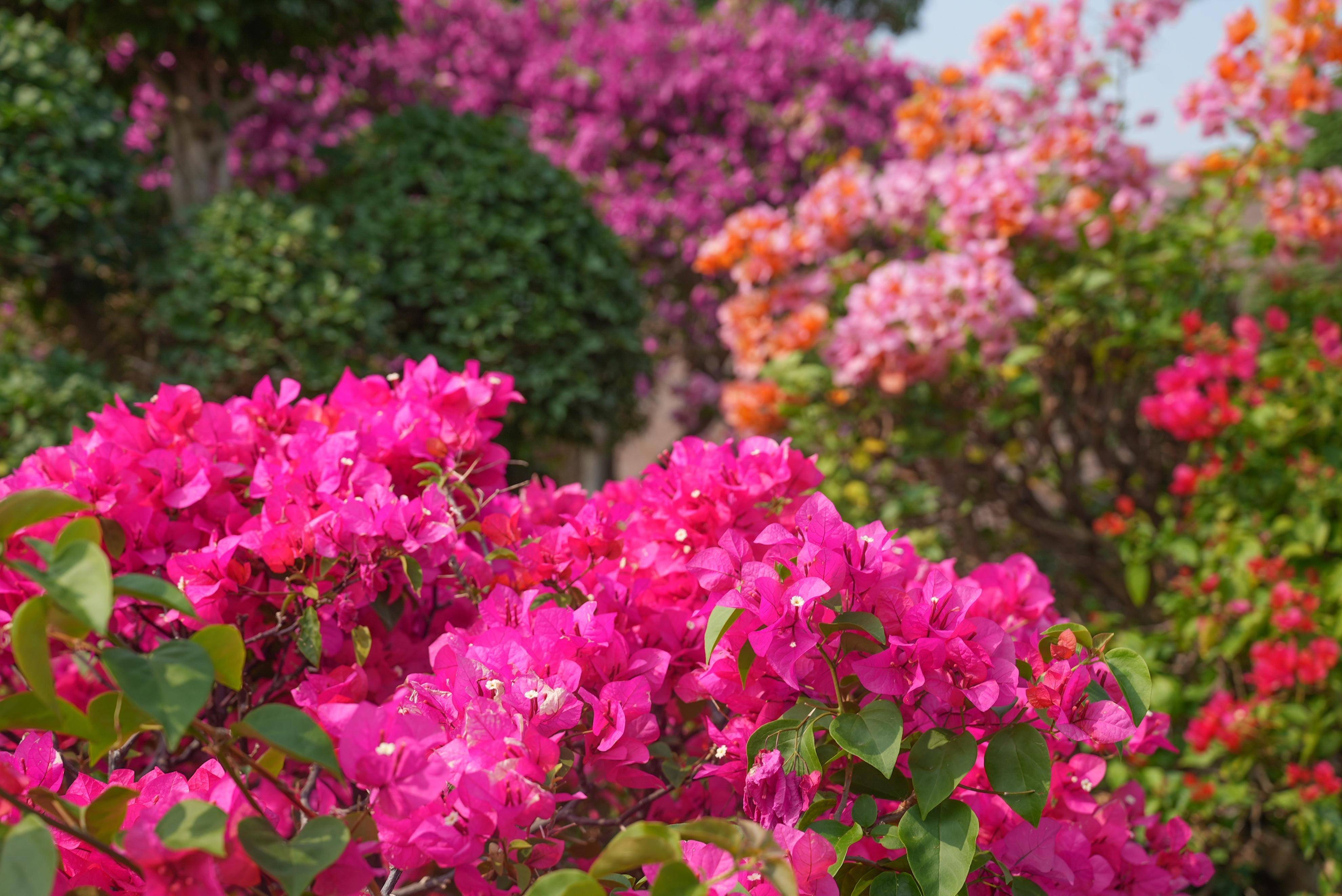 城堡,风车屋与花海相得益彰,勾勒出一处梦幻般的风景.