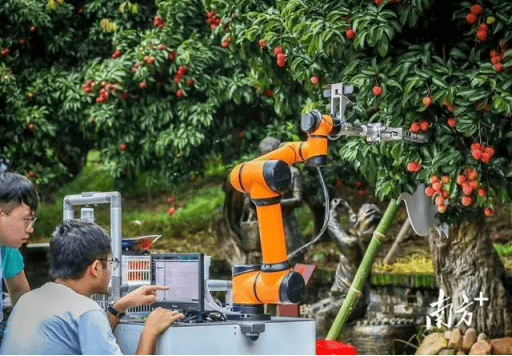 机器人采摘荔枝(图片来源:南方 )与名扬四海的从化荔枝不同,增城特产