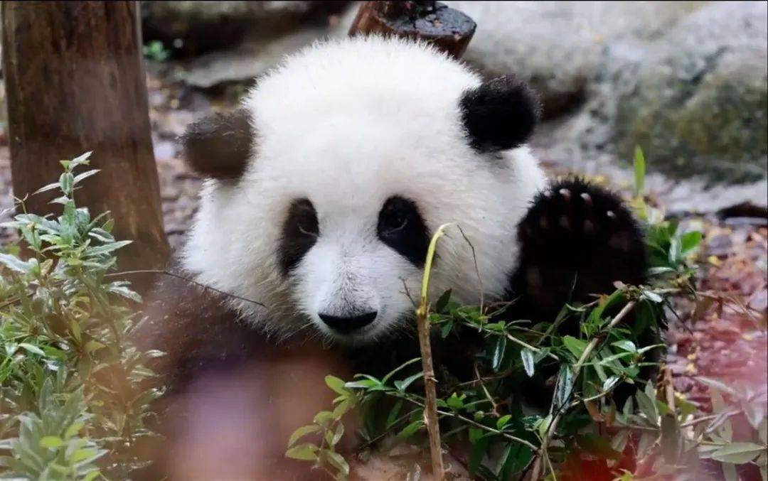 2023熊猫巴斯和平友好论坛将在都江堰举行!_世界_中国_人民