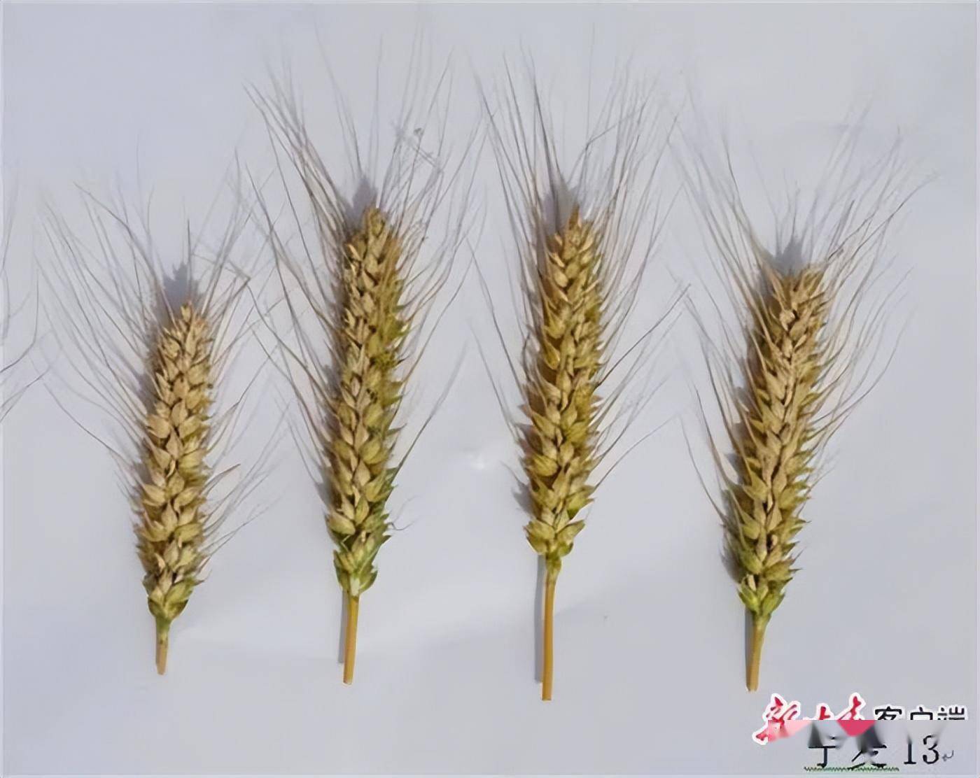 宁麦13麦穗.这些成果的背后,是罗盘的全心投入,全情付出.