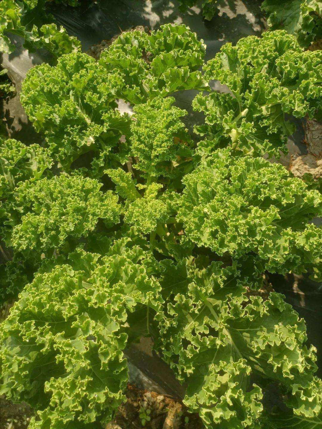 邹学校院士,徐家炳研究员,梁训义研究员等国家级育种专家为高级技术