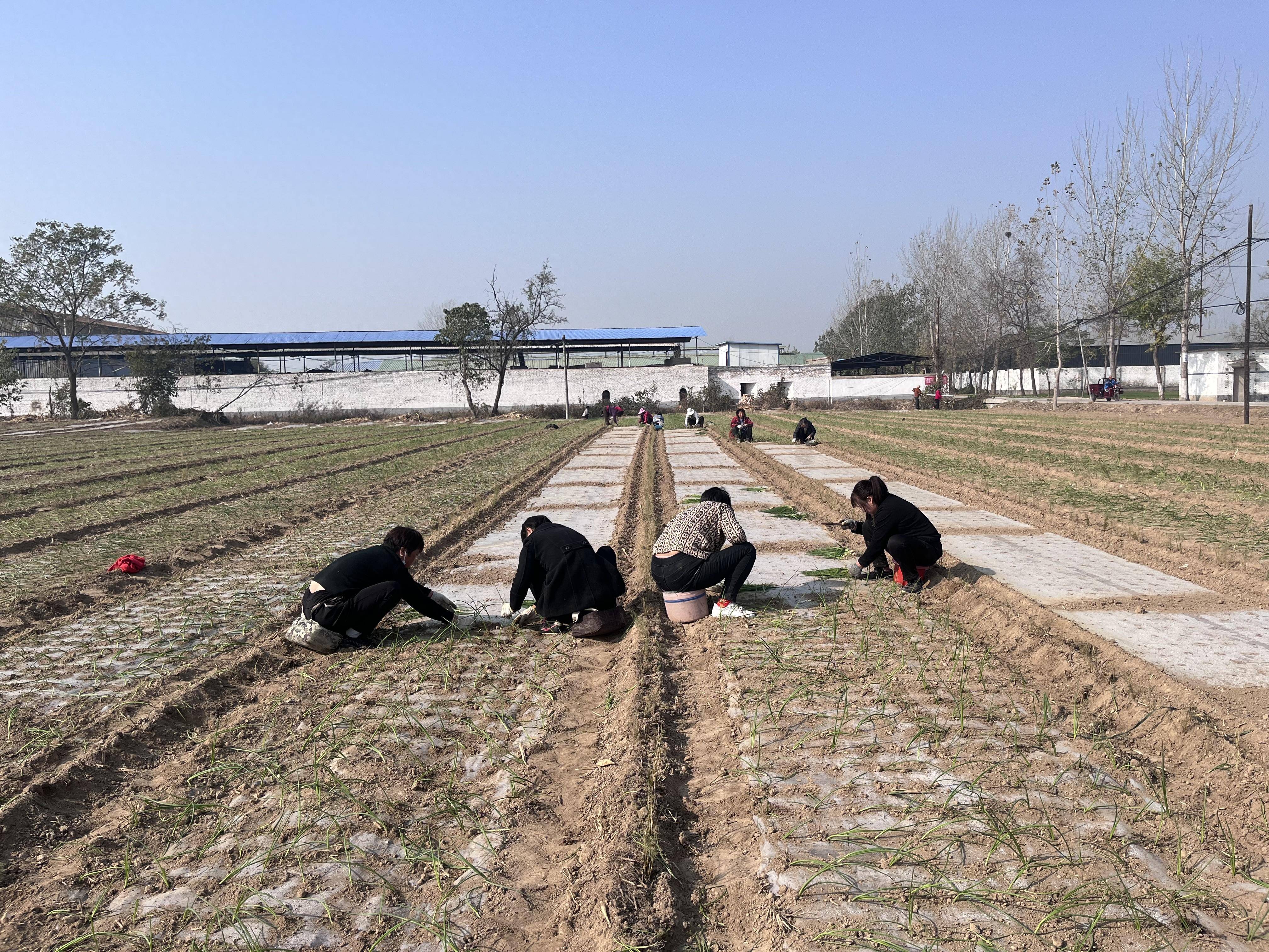 芦笋基地照片图片