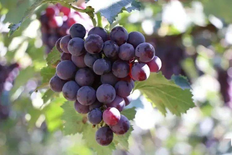 文/郑淑颖金秋九月,瓜熟蒂落,在葡萄成熟的季节,初为人师的我带领孩子